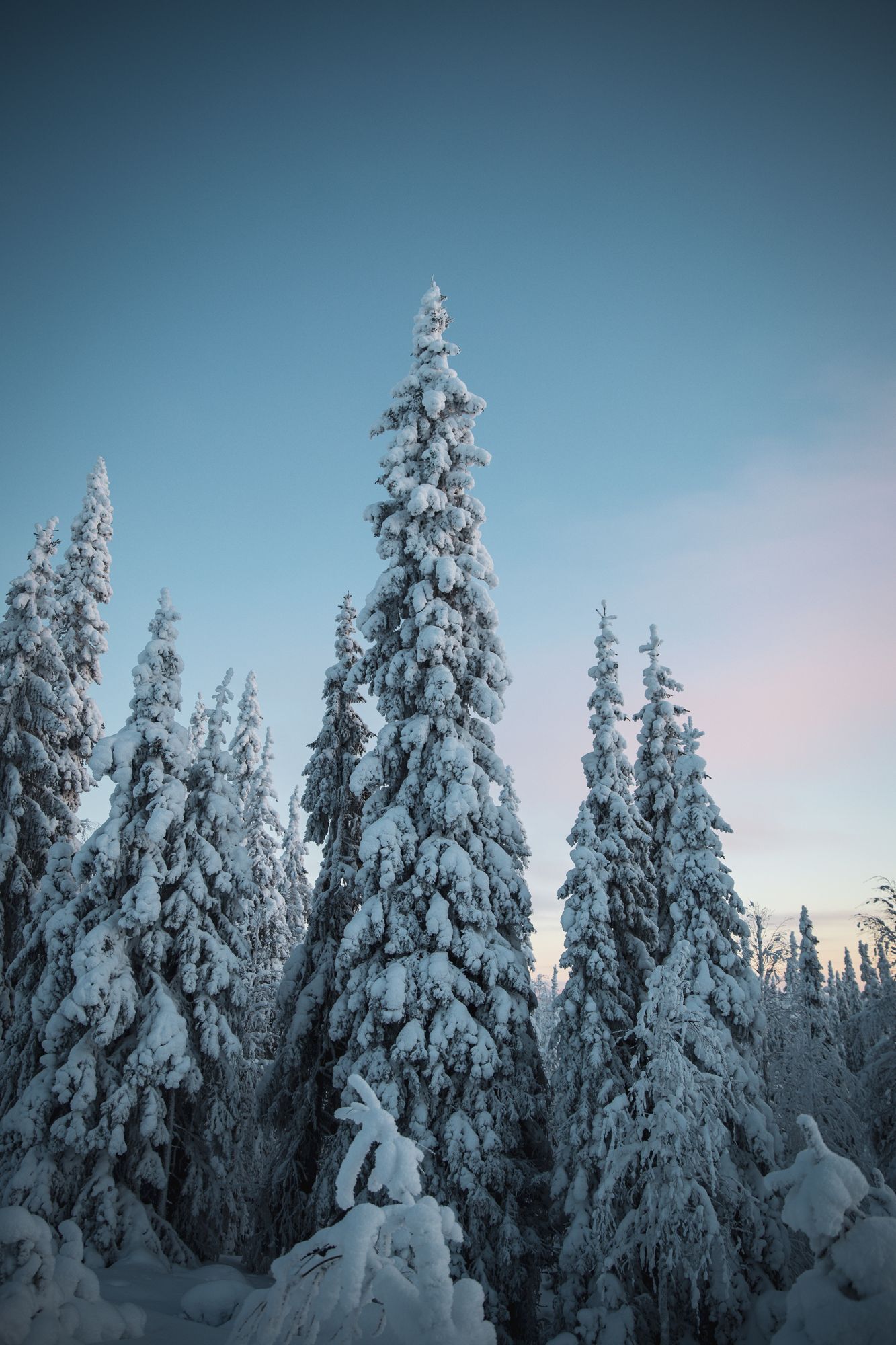 Sapins couverts de neige sous un ciel rose